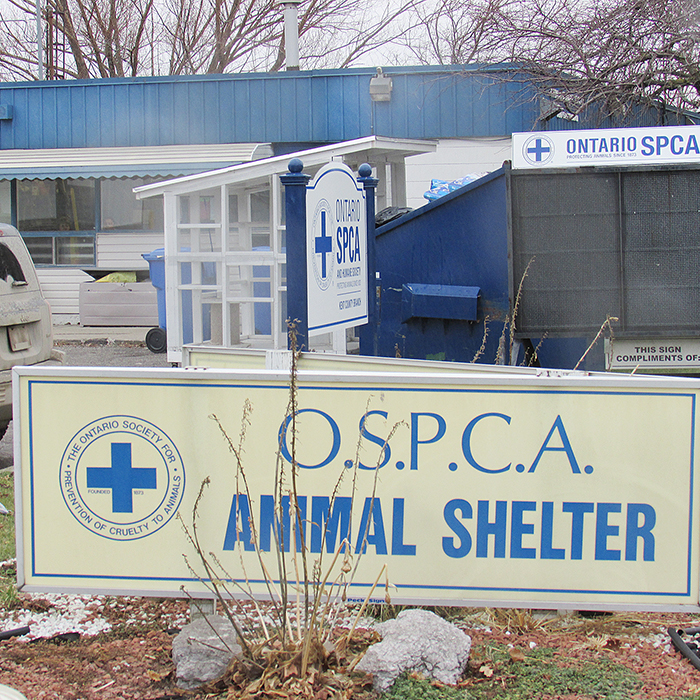 Crew, Stirling leading quest for new animal shelter Chatham Voice